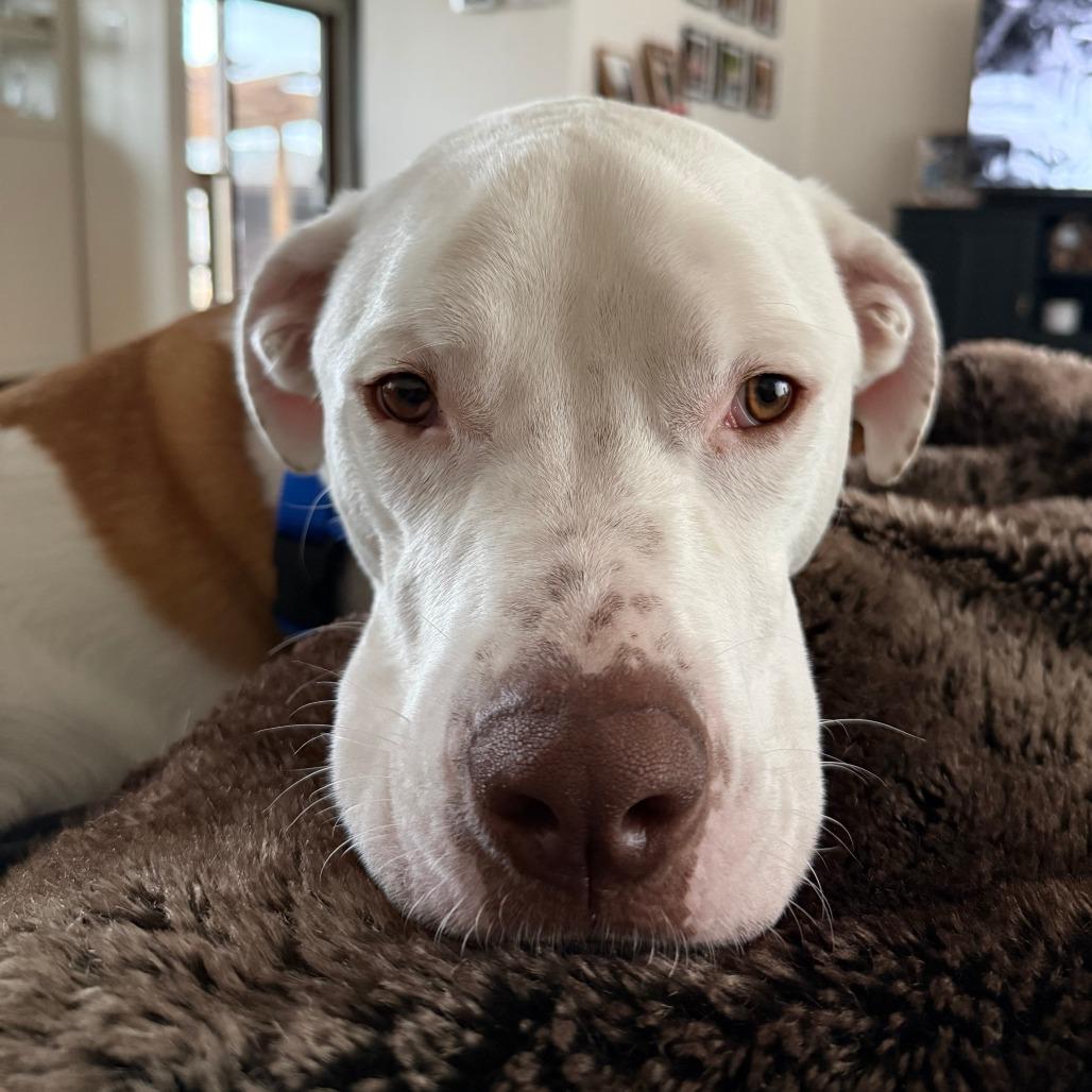 Enlarge Nix, an adopted Mixed Breed in Chicago, IL image 4/6