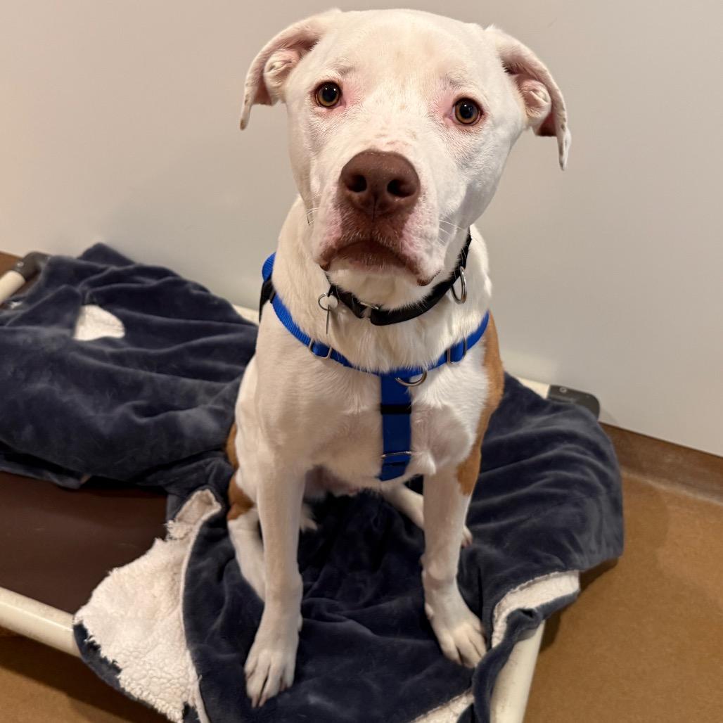 Enlarge Nix, an adopted Mixed Breed in Chicago, IL image 1/6