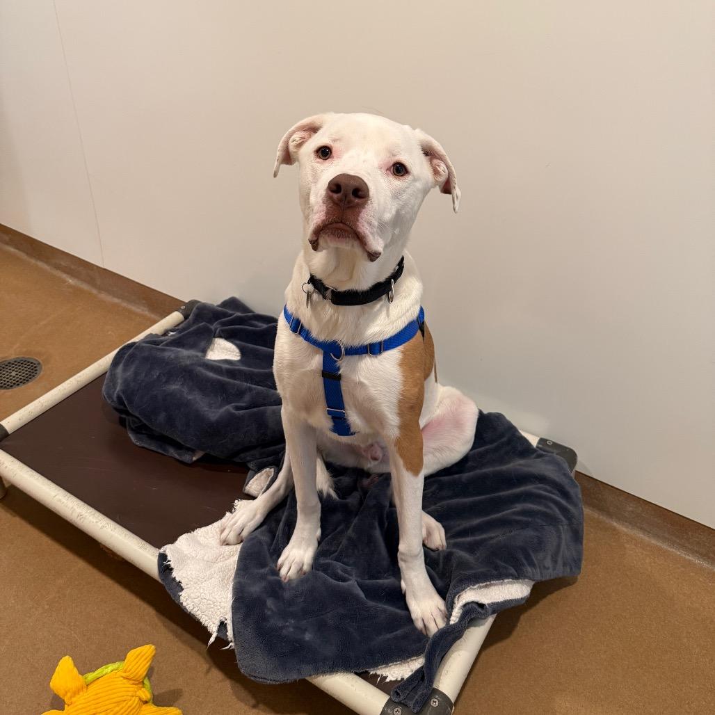 Enlarge Nix, an adopted Mixed Breed in Chicago, IL image 6/6