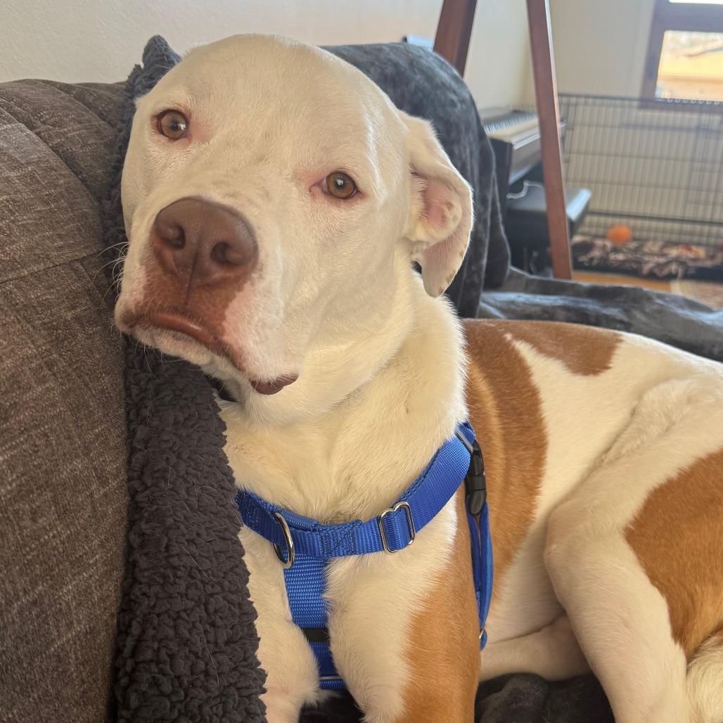 Enlarge Nix, an adopted Mixed Breed in Chicago, IL image 5/6