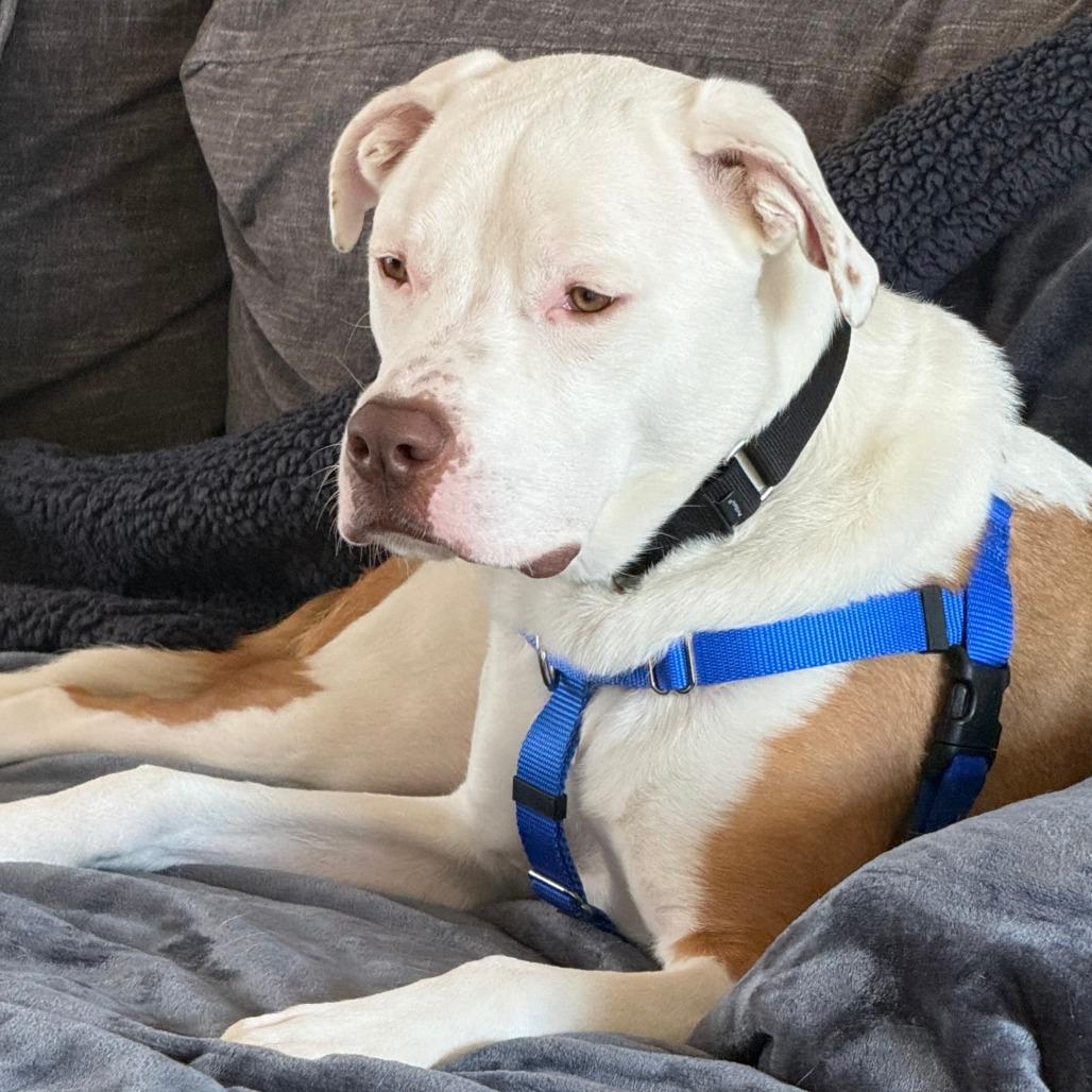 Enlarge Nix, an adopted Mixed Breed in Chicago, IL image 2/6