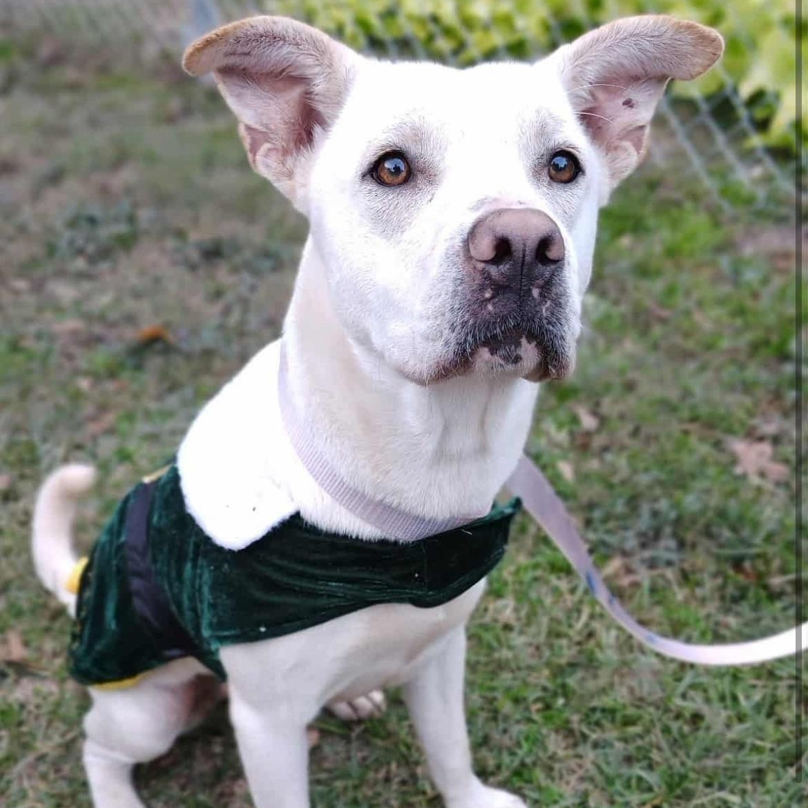 Luna, ADOPTABLE, Young Female Yellow Labrador Retriever.