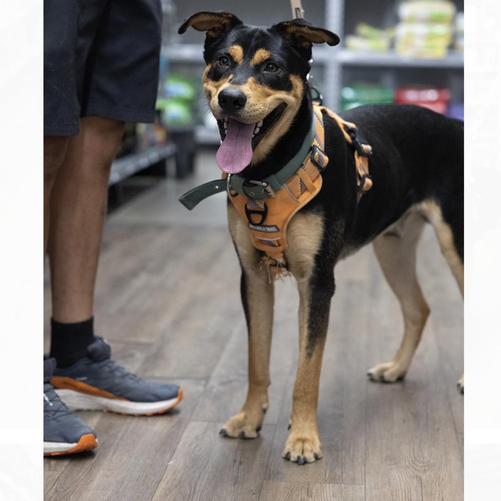 Enlarge Vinny, a Adoptable mixed breed in Clovis, NM image 2/4