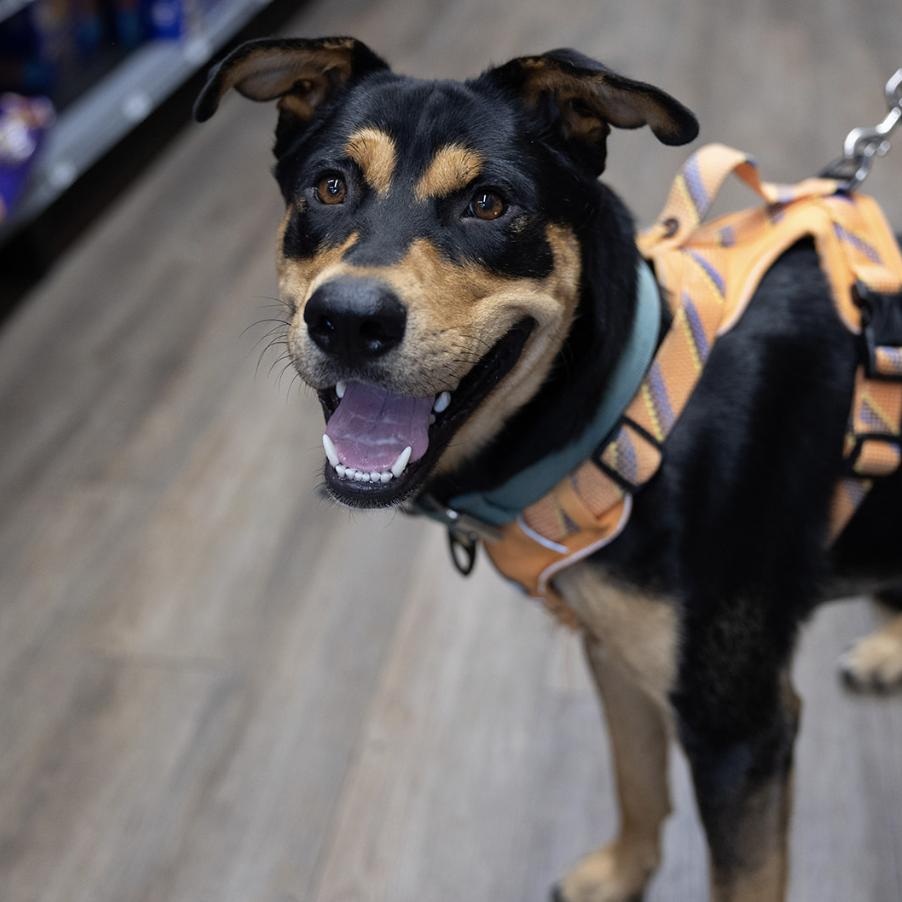 Enlarge Vinny, a Adoptable mixed breed in Clovis, NM image 4/4