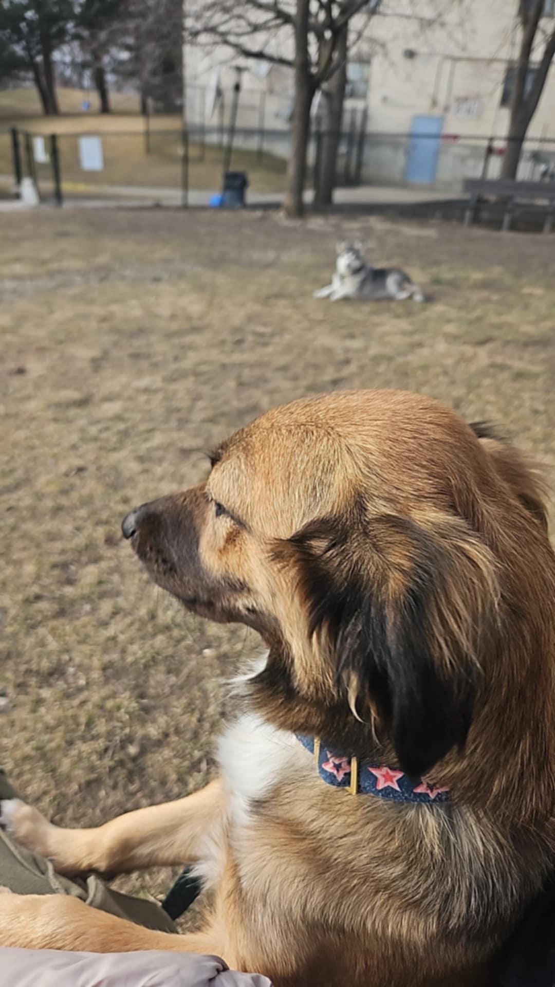 Enlarge Bellissima, a ADOPTABLE mixed breed in Toronto, ON image 3/6
