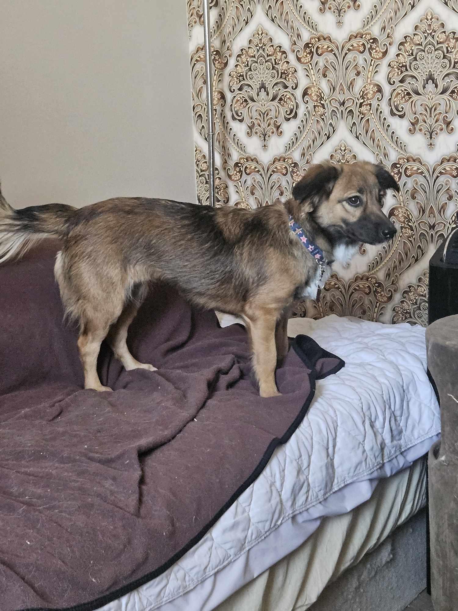 Enlarge Bellissima, a ADOPTABLE mixed breed in Toronto, ON image 2/6