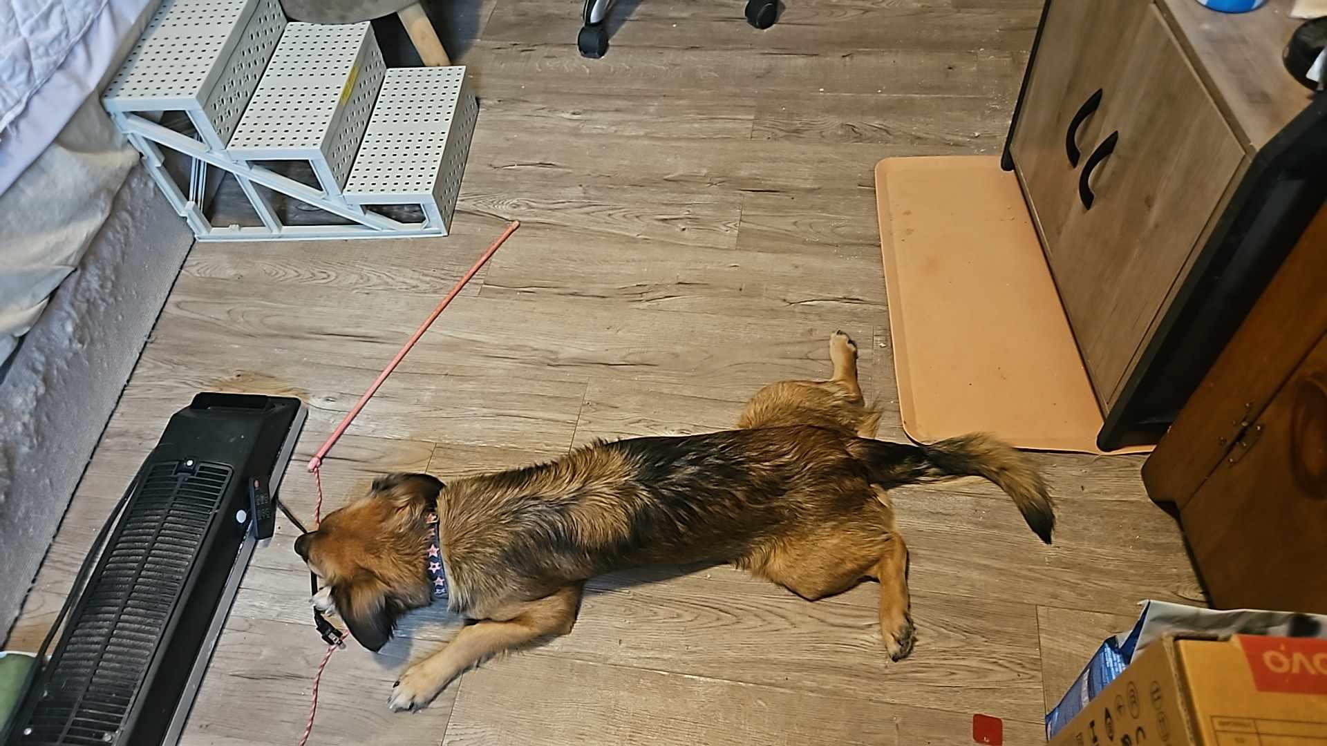 Enlarge Bellissima, a ADOPTABLE mixed breed in Toronto, ON image 4/6