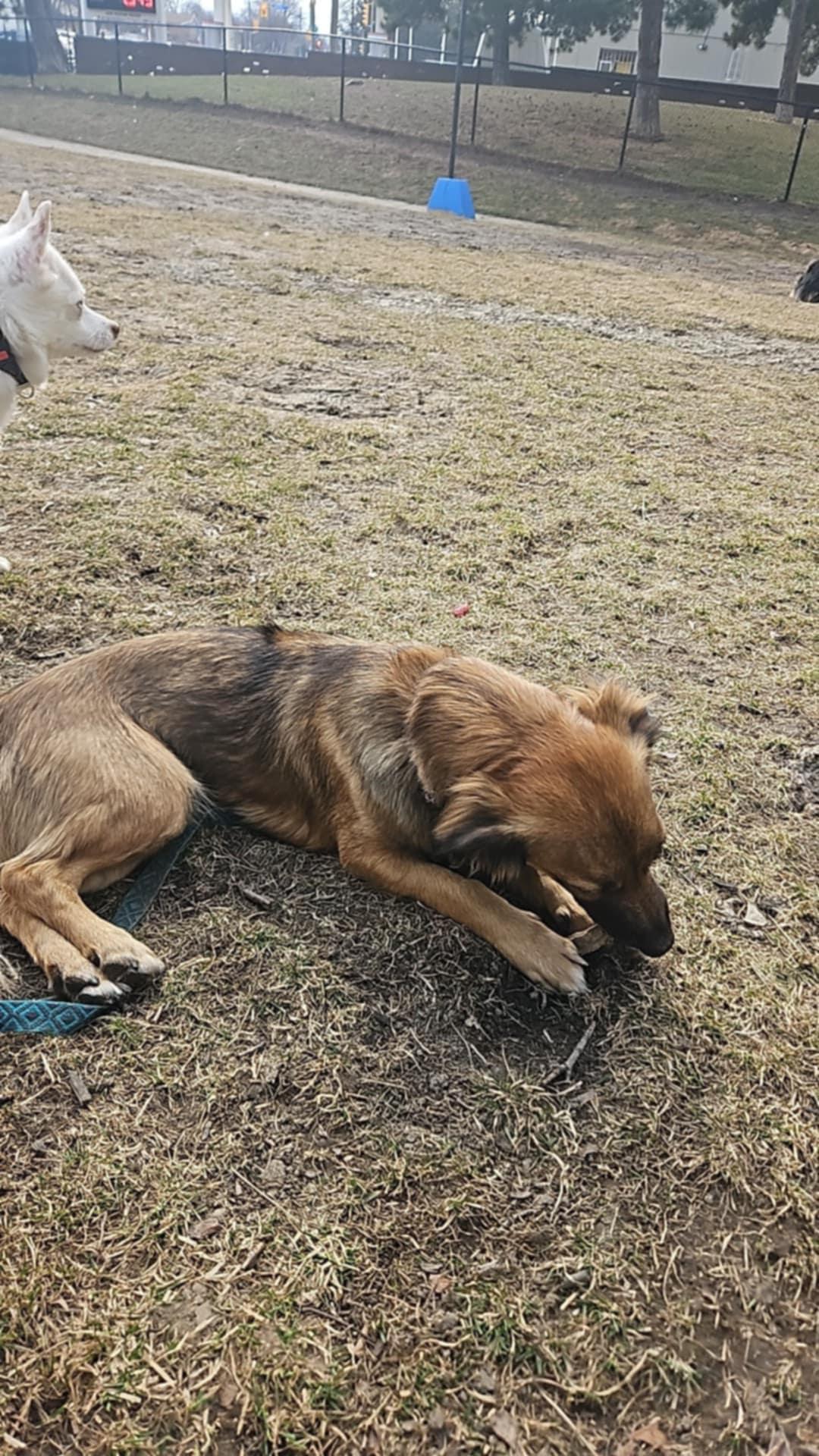 Enlarge Bellissima, a ADOPTABLE mixed breed in Toronto, ON image 5/6