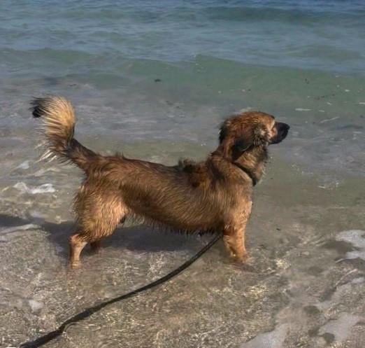 Enlarge Bellissima, a ADOPTABLE mixed breed in Toronto, ON image 6/6