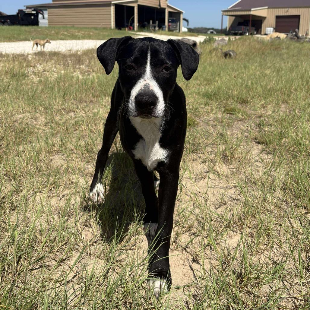 Willie, Adoptable, Young Male Australian Cattle Dog / Blue Heeler.