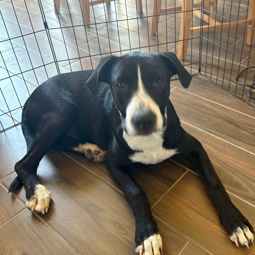 Willie, Adoptable, Young Male Australian Cattle Dog / Blue Heeler.