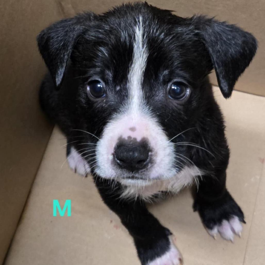 Enlarge Willie, a Adoptable Australian Cattle Dog / Blue Heeler in Floresville, TX image 2/4