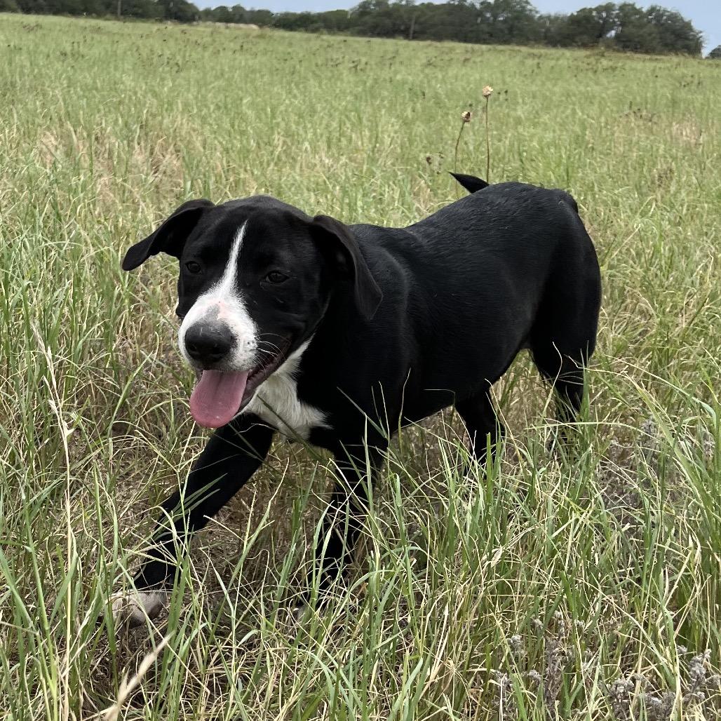 Enlarge Willie, a Adoptable Australian Cattle Dog / Blue Heeler in Floresville, TX image 3/4
