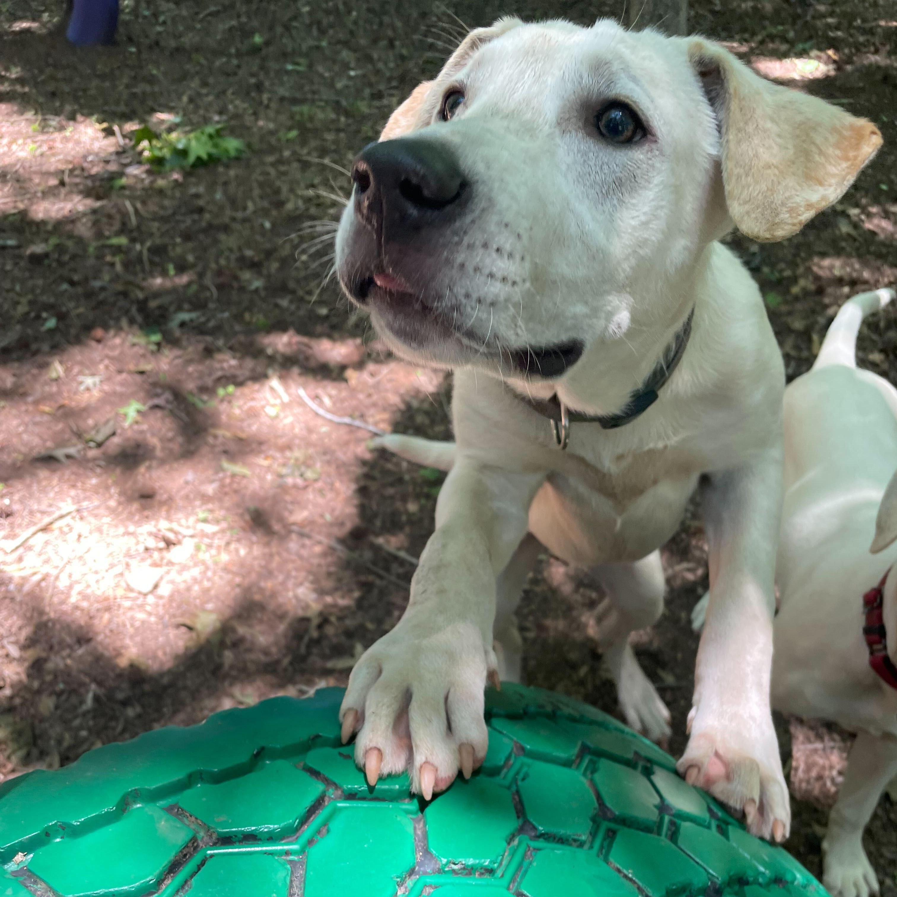 Enlarge Boe, a Adoptable mixed breed in Anderson , SC image 2/5