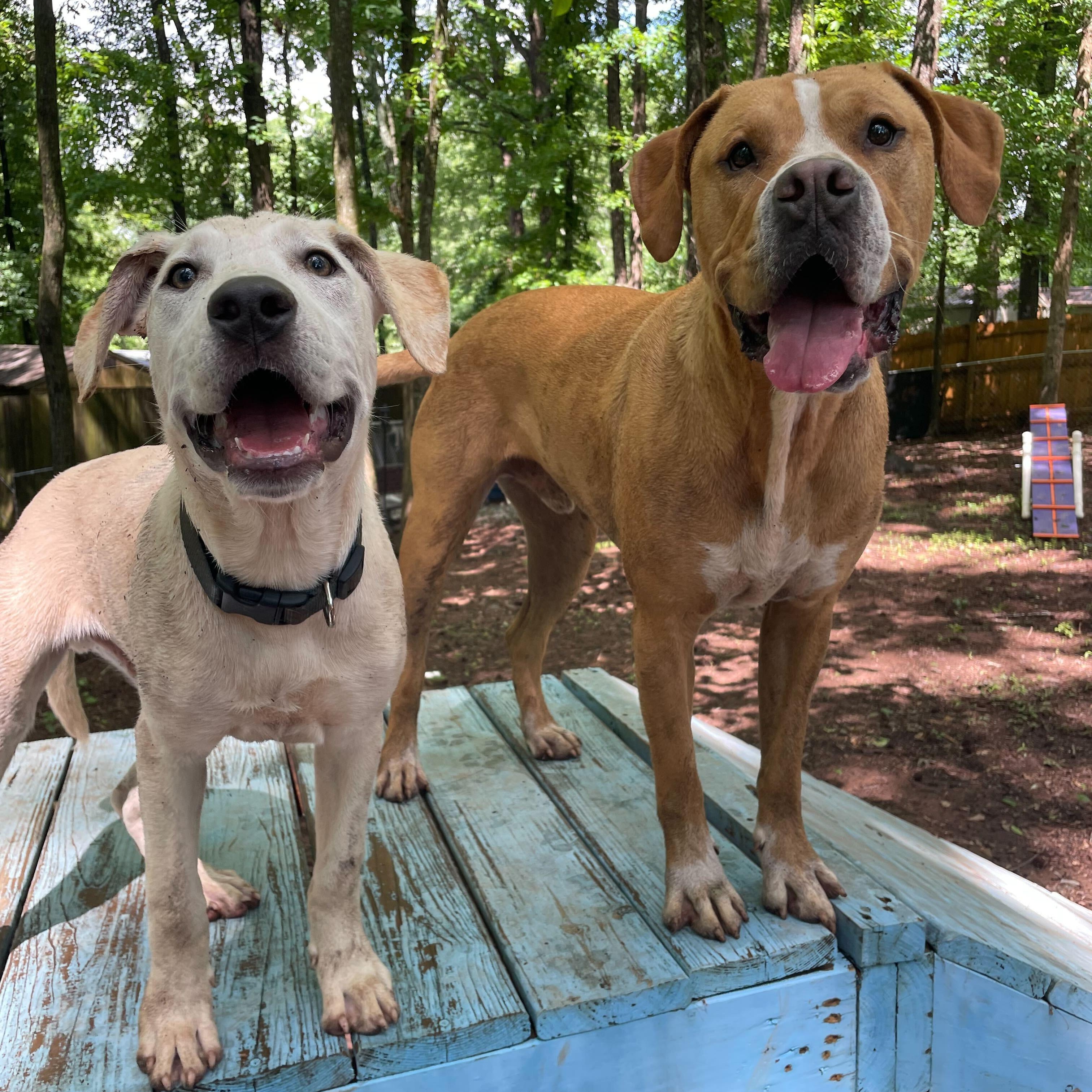 Enlarge Boe, a Adoptable mixed breed in Anderson , SC image 4/5