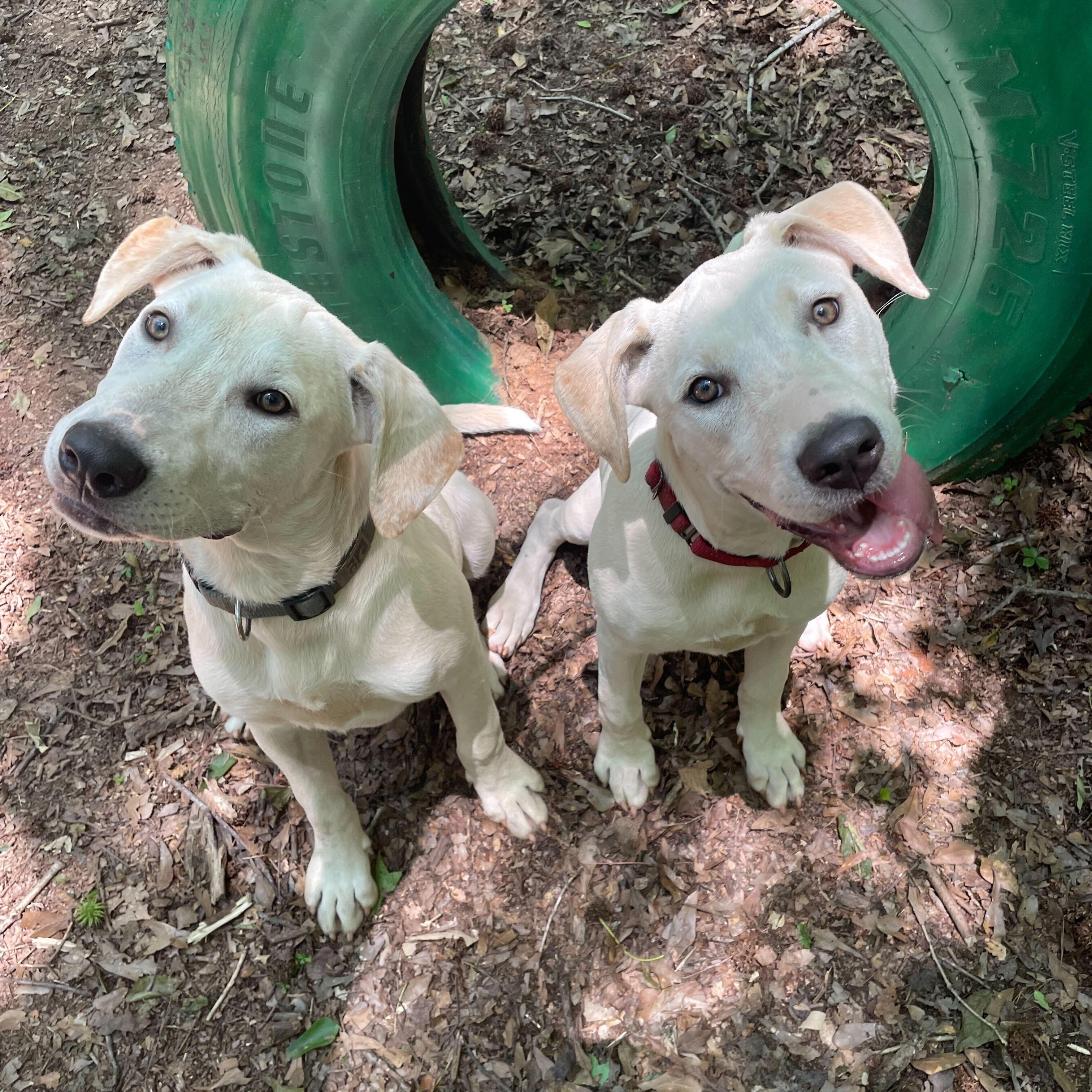 Enlarge Boe, a Adoptable mixed breed in Anderson , SC image 5/5