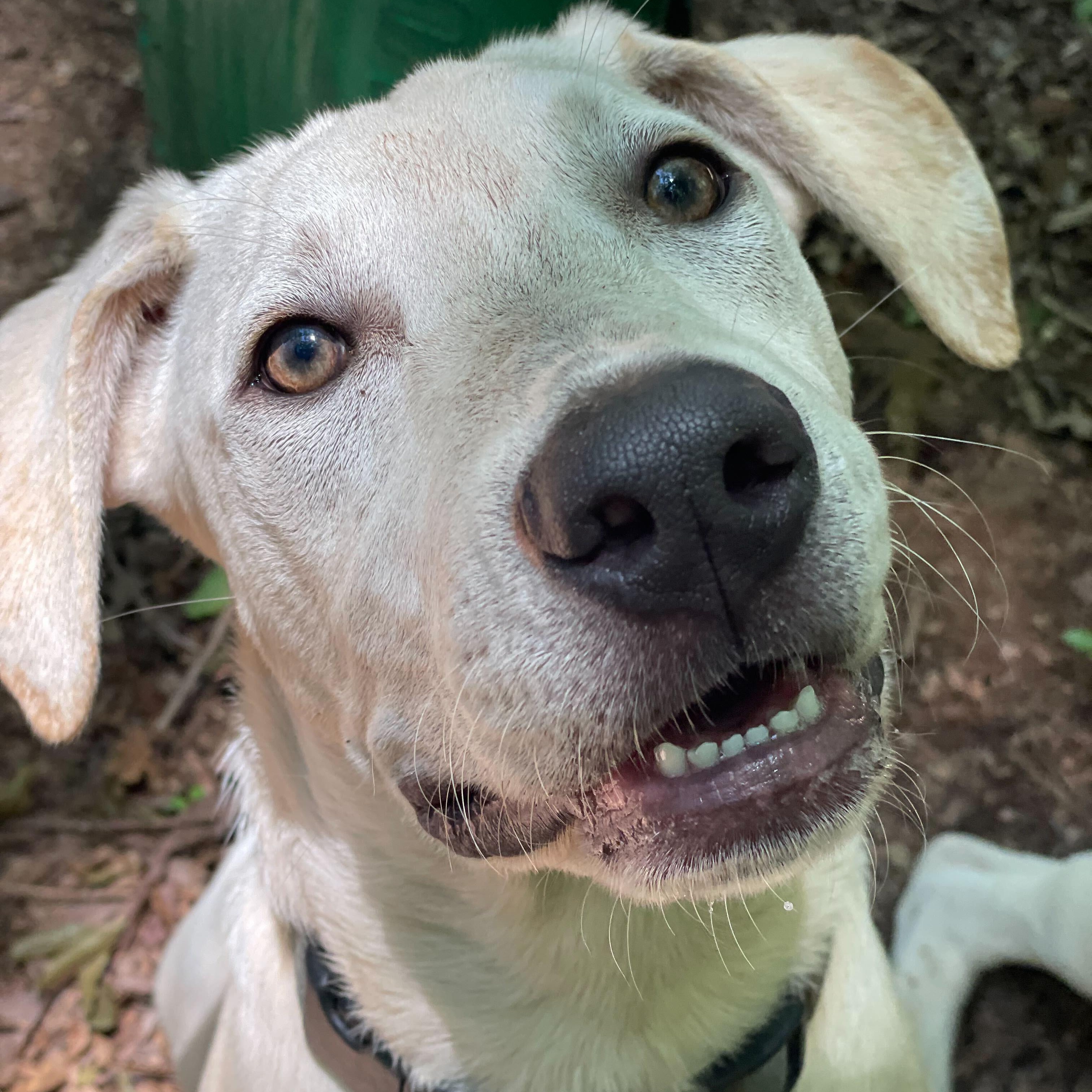 Boe, Young Male Pit Bull Terrier