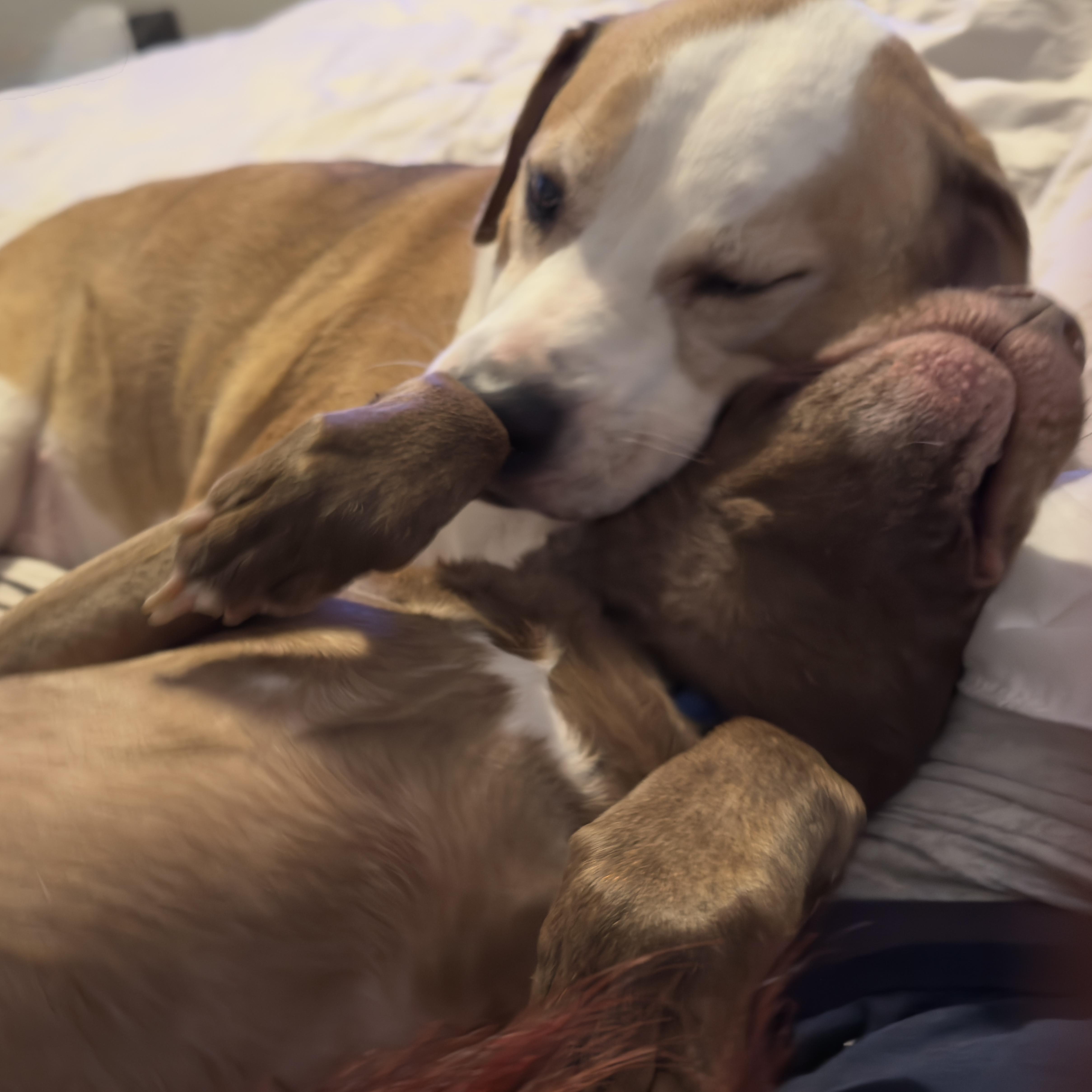 Enlarge Cliffie, a Adoptable mixed breed in Indianapolis, IN image 5/6