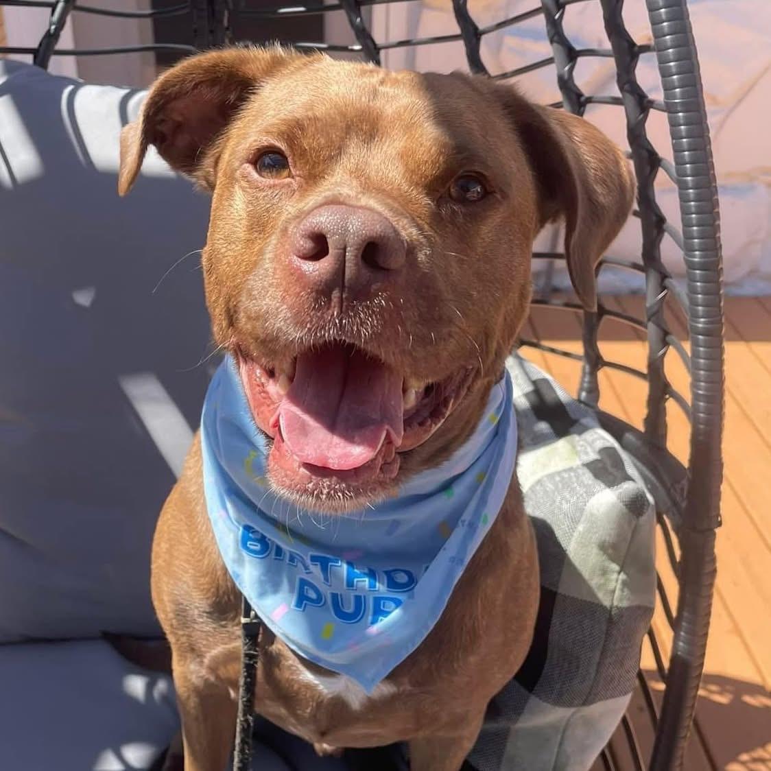 Cliffie, Adoptable, Adult Male Pit Bull Terrier.