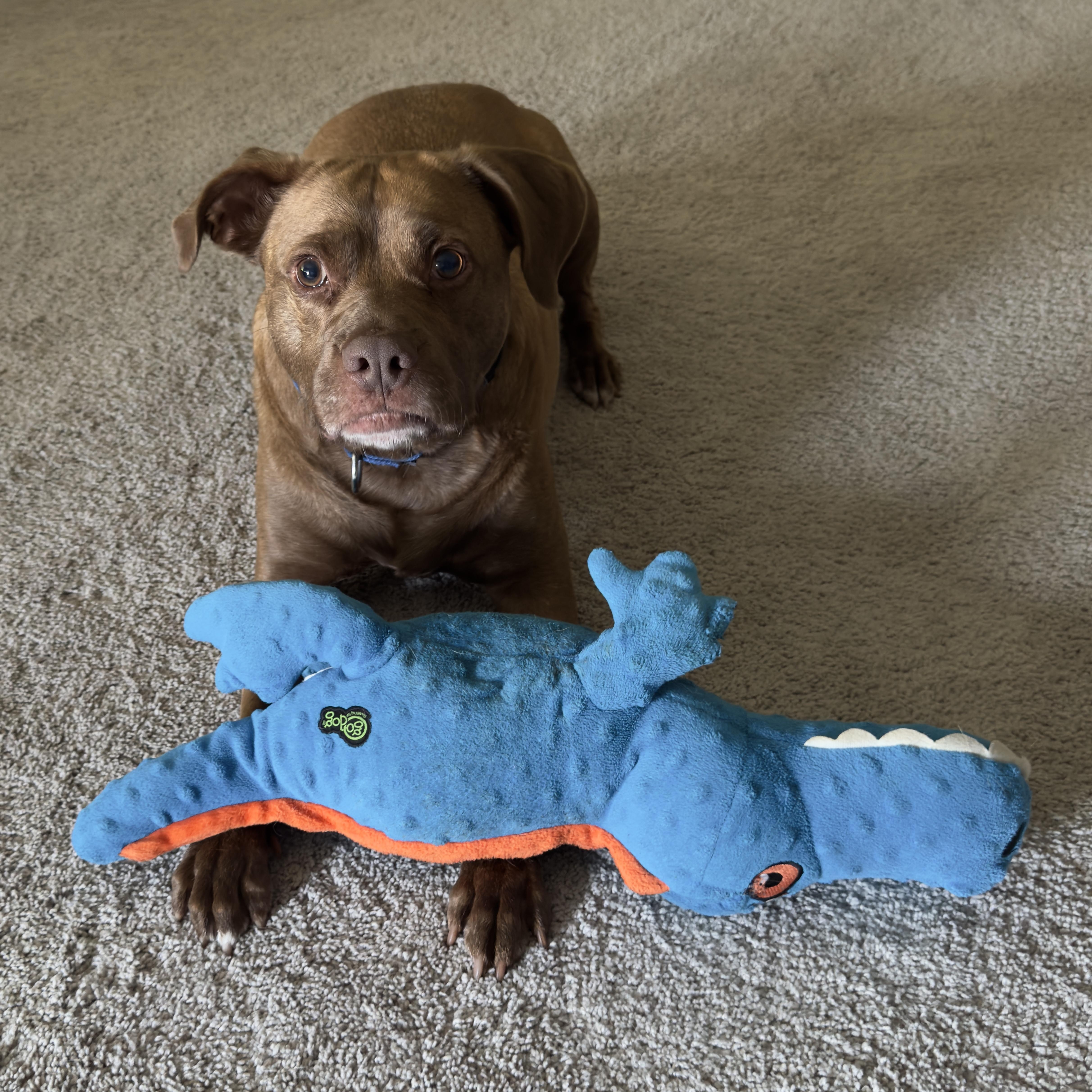 Enlarge Cliffie, a Adoptable mixed breed in Indianapolis, IN image 4/6