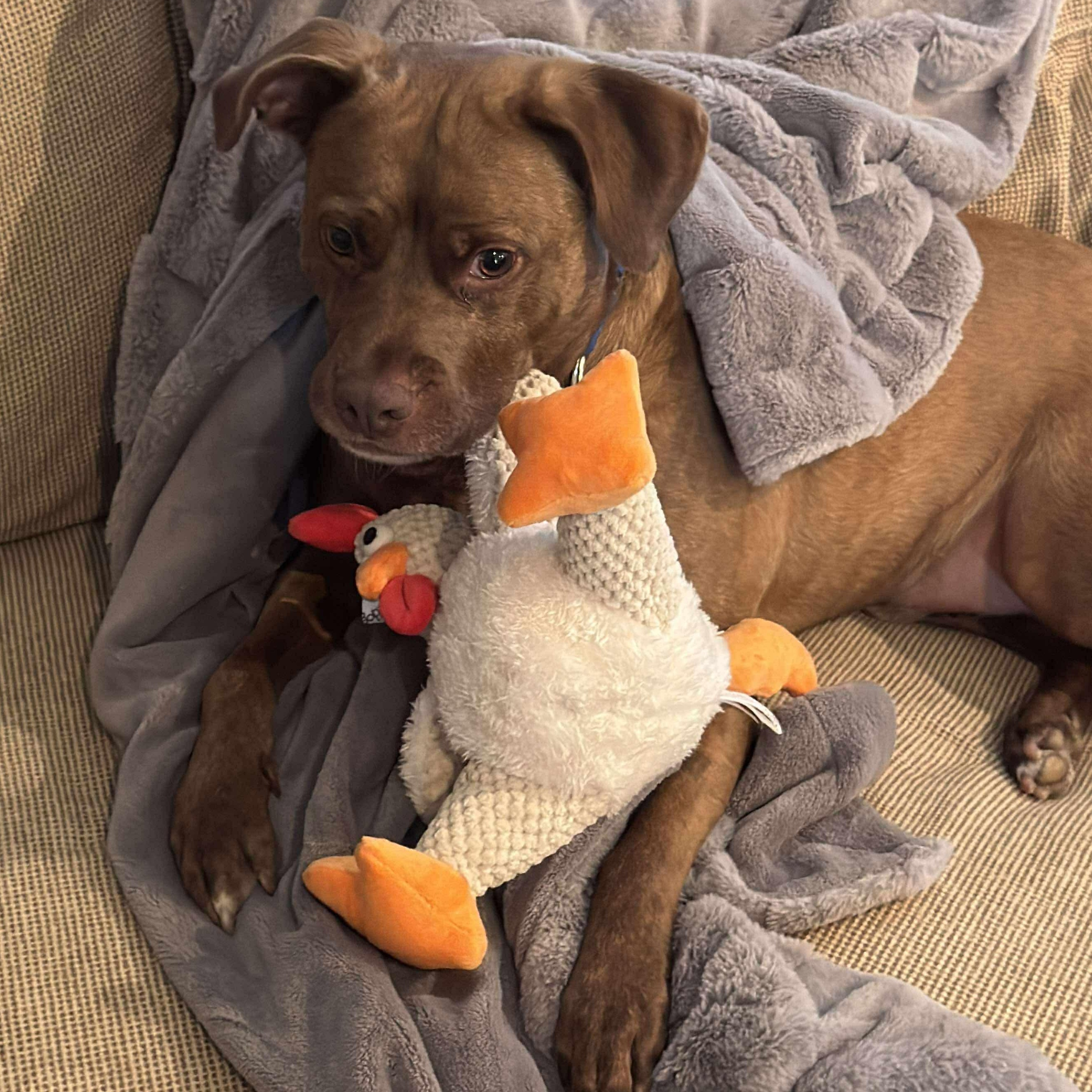 Enlarge Cliffie, a Adoptable mixed breed in Indianapolis, IN image 2/6