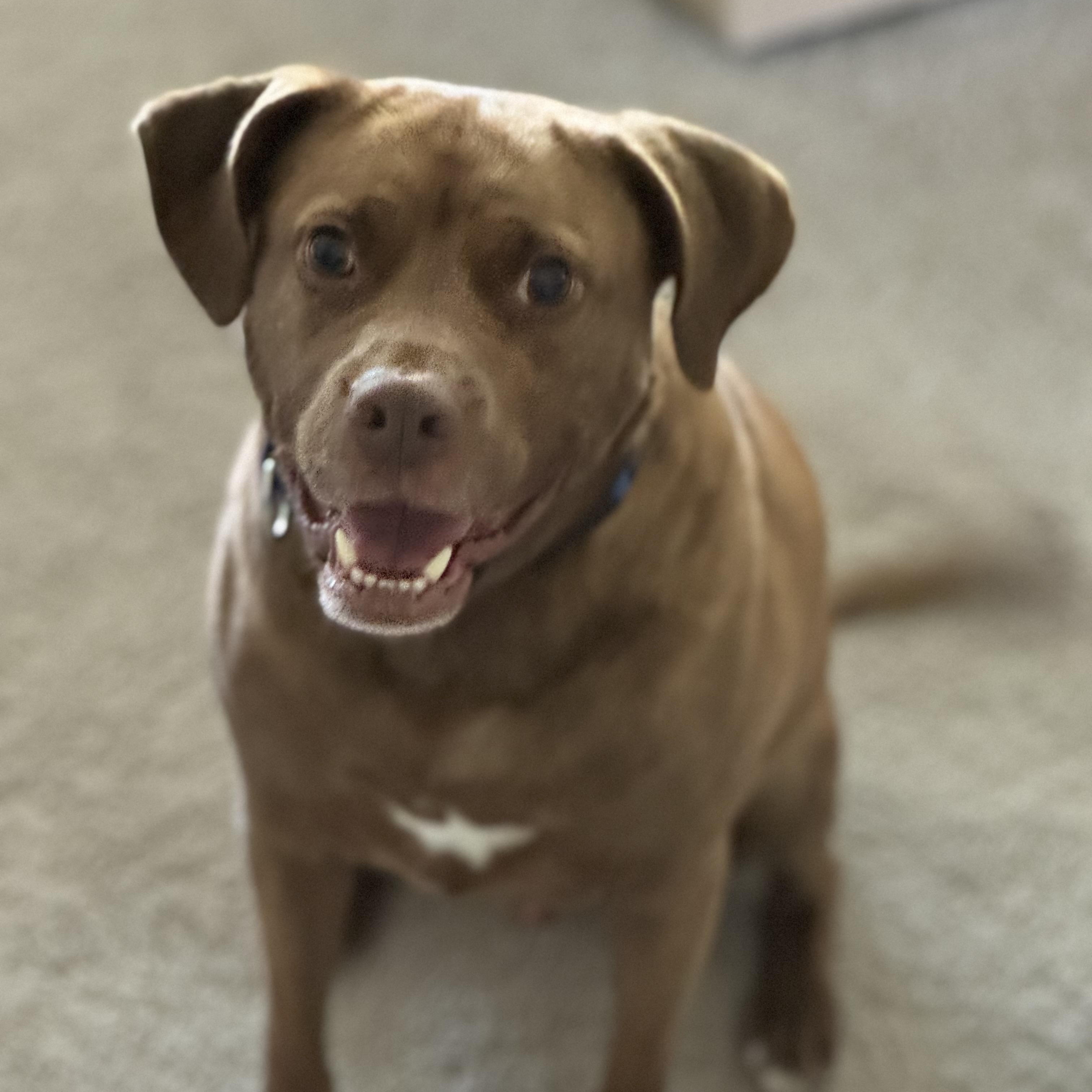 Enlarge Cliffie, a Adoptable mixed breed in Indianapolis, IN image 3/6