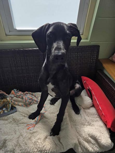 Enlarge Ghost, a Adopted Great Dane in Westville, IN image 1/1