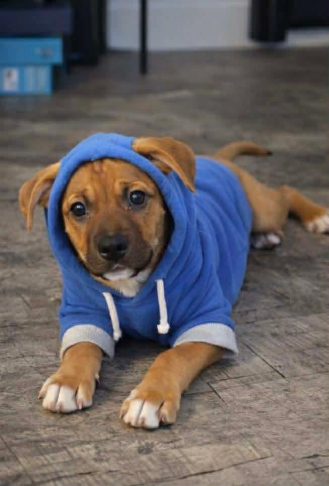 Gabe, a Adoptable mixed breed in Sanford, NC image 1/6