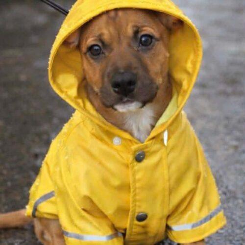 Gabe, a Adoptable mixed breed in Sanford, NC image 2/6