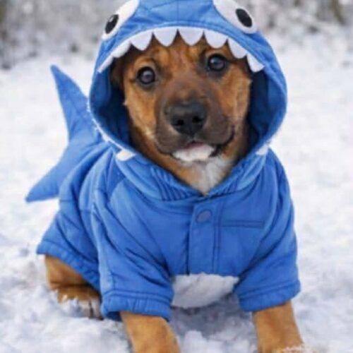 Gabe, a Adoptable mixed breed in Sanford, NC image 4/6