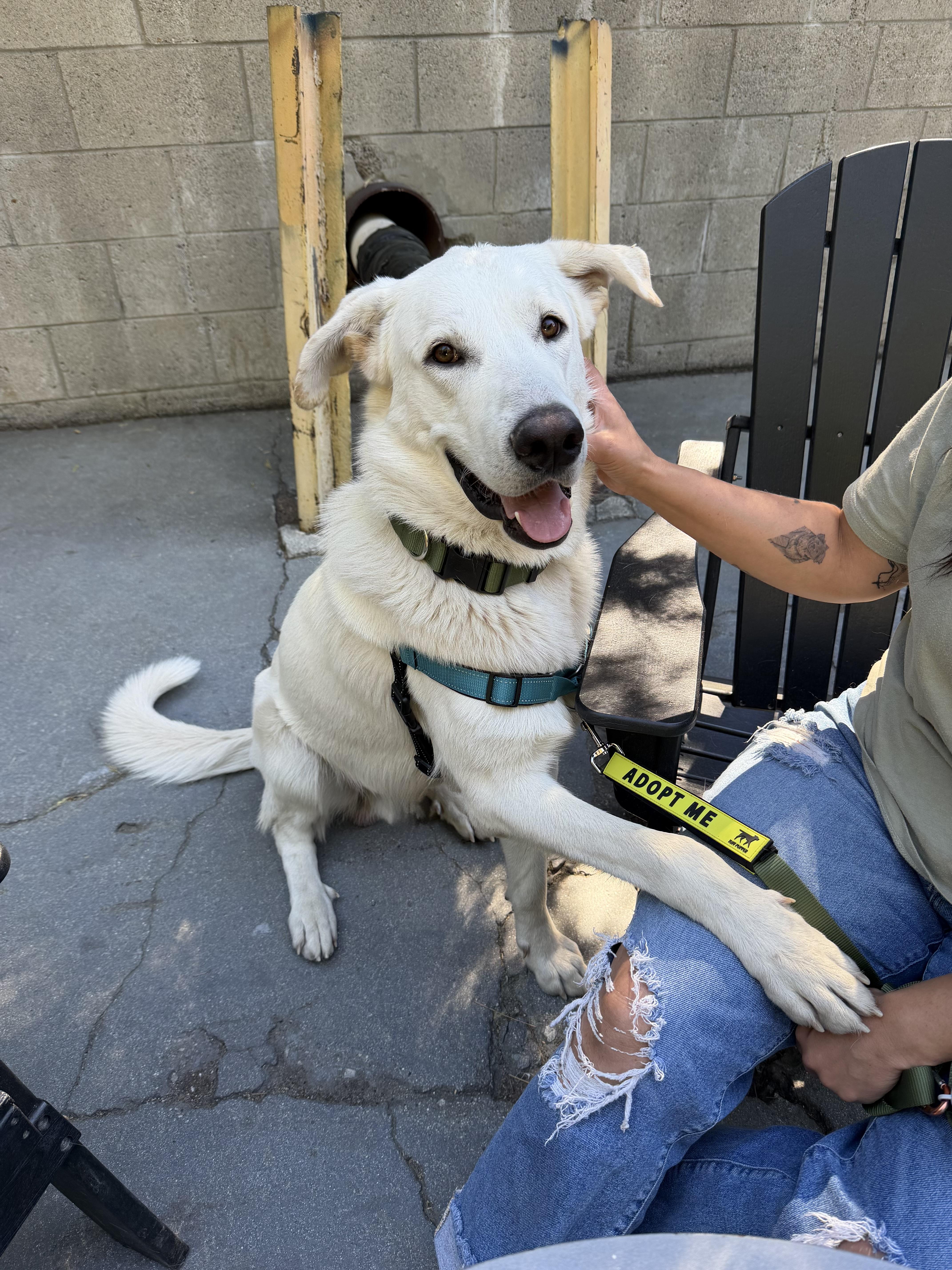 Diet Dr. Pepper, a ADOPTABLE Akbash in Lake Arrowhead, CA image 6/6