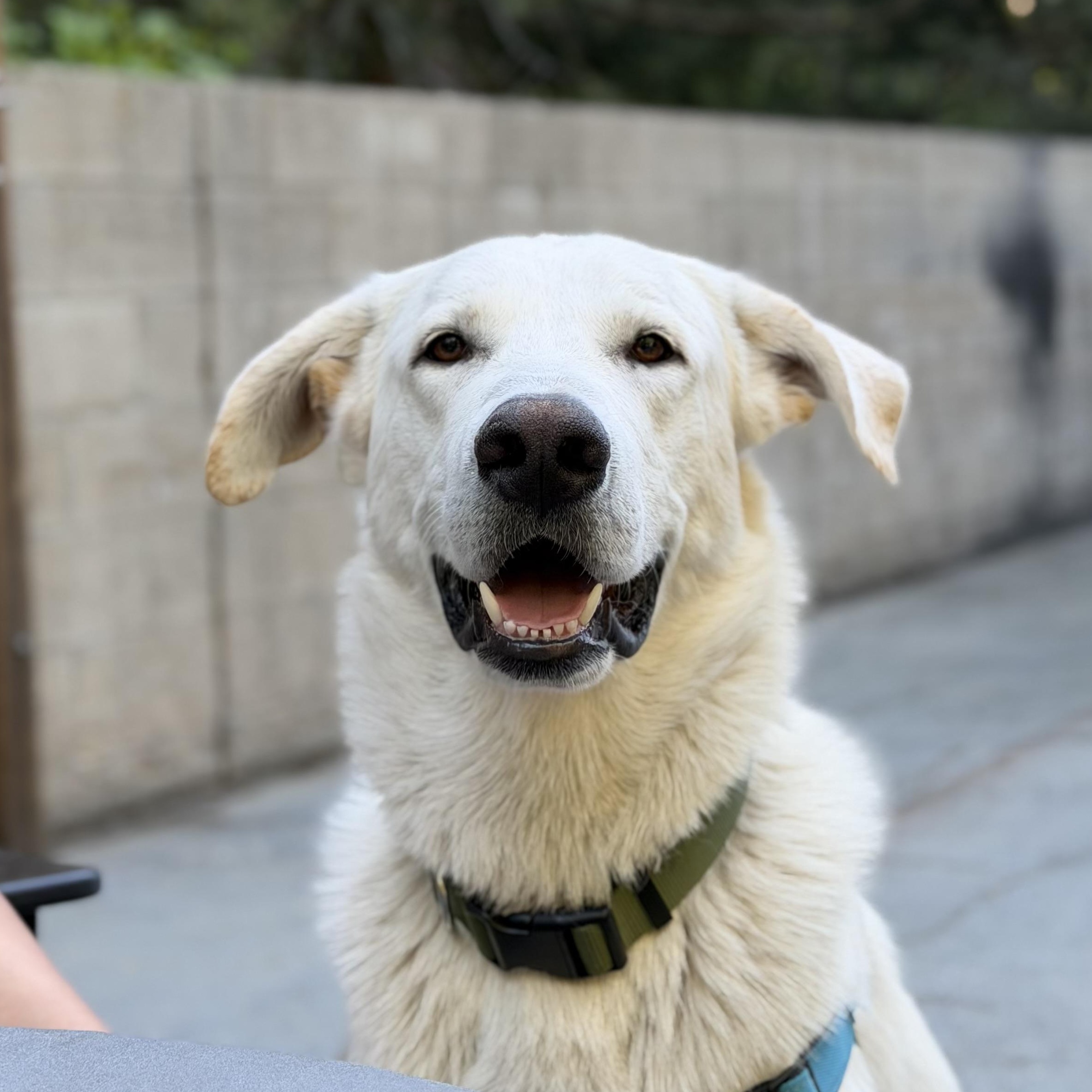 Diet Dr. Pepper, a ADOPTABLE Akbash in Lake Arrowhead, CA image 1/6