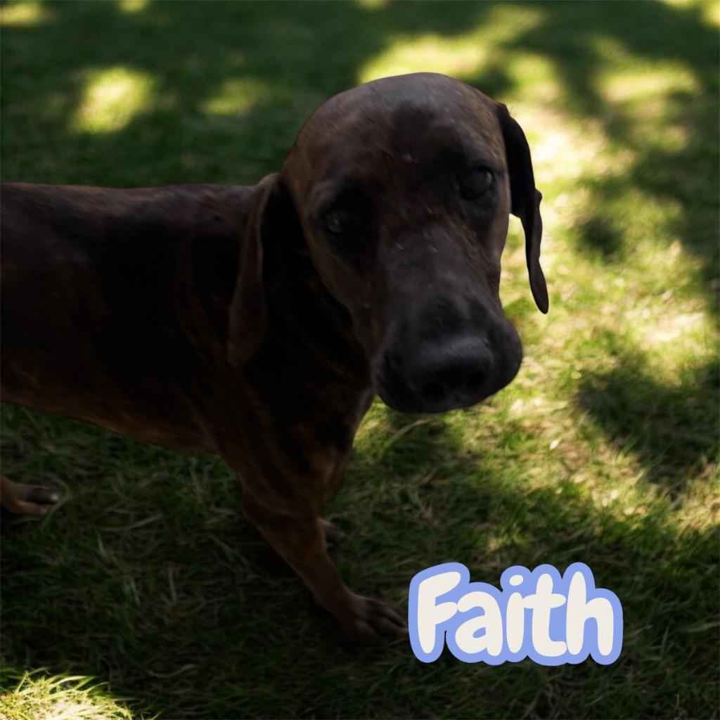 Faith, Adoptable, Adult Female Black Mouth Cur.