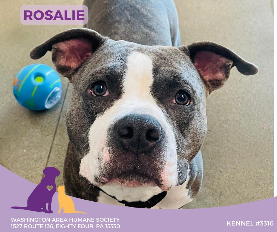 Rosalie, Adoptable, Adult Female Pit Bull Terrier.