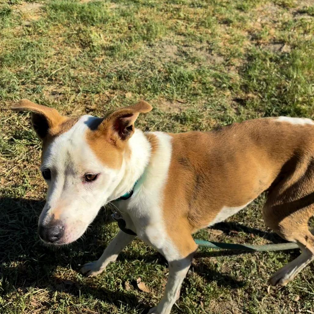 Sonny, a Adoptable mixed breed in San Jacinto, CA image 1/6