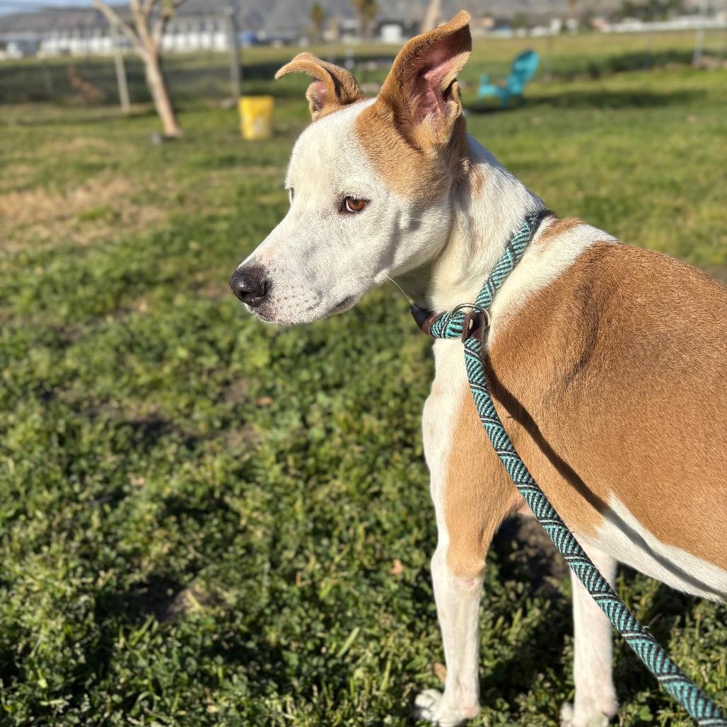 Sonny, a Adoptable mixed breed in San Jacinto, CA image 2/6