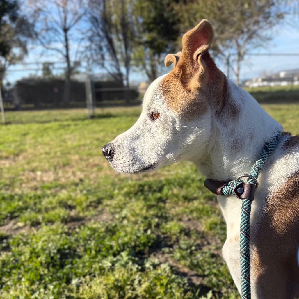Sonny, a Adoptable mixed breed in San Jacinto, CA image 3/6