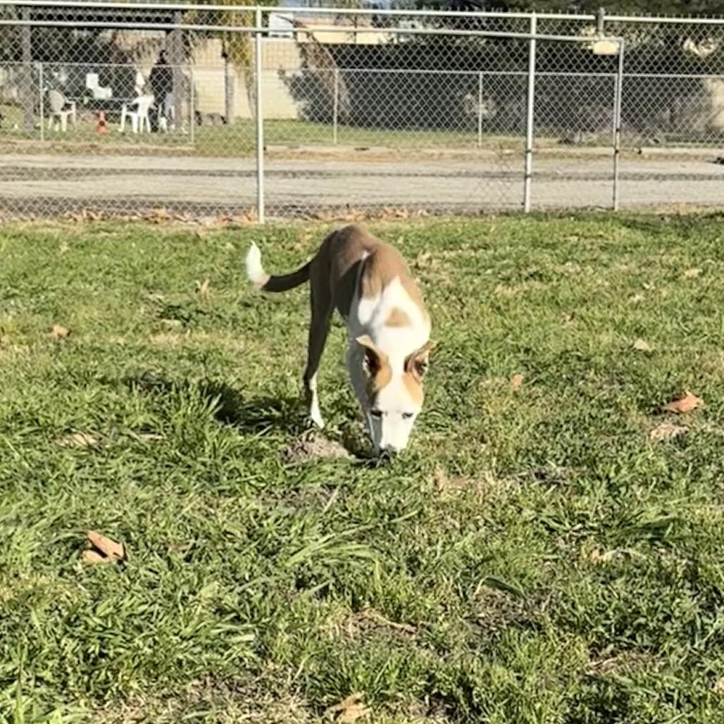 Sonny, a Adoptable mixed breed in San Jacinto, CA image 4/6