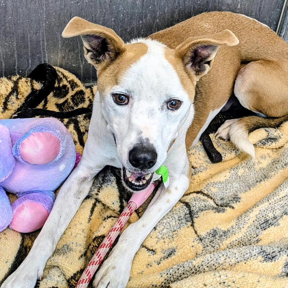Sonny, a Adoptable mixed breed in San Jacinto, CA image 5/6