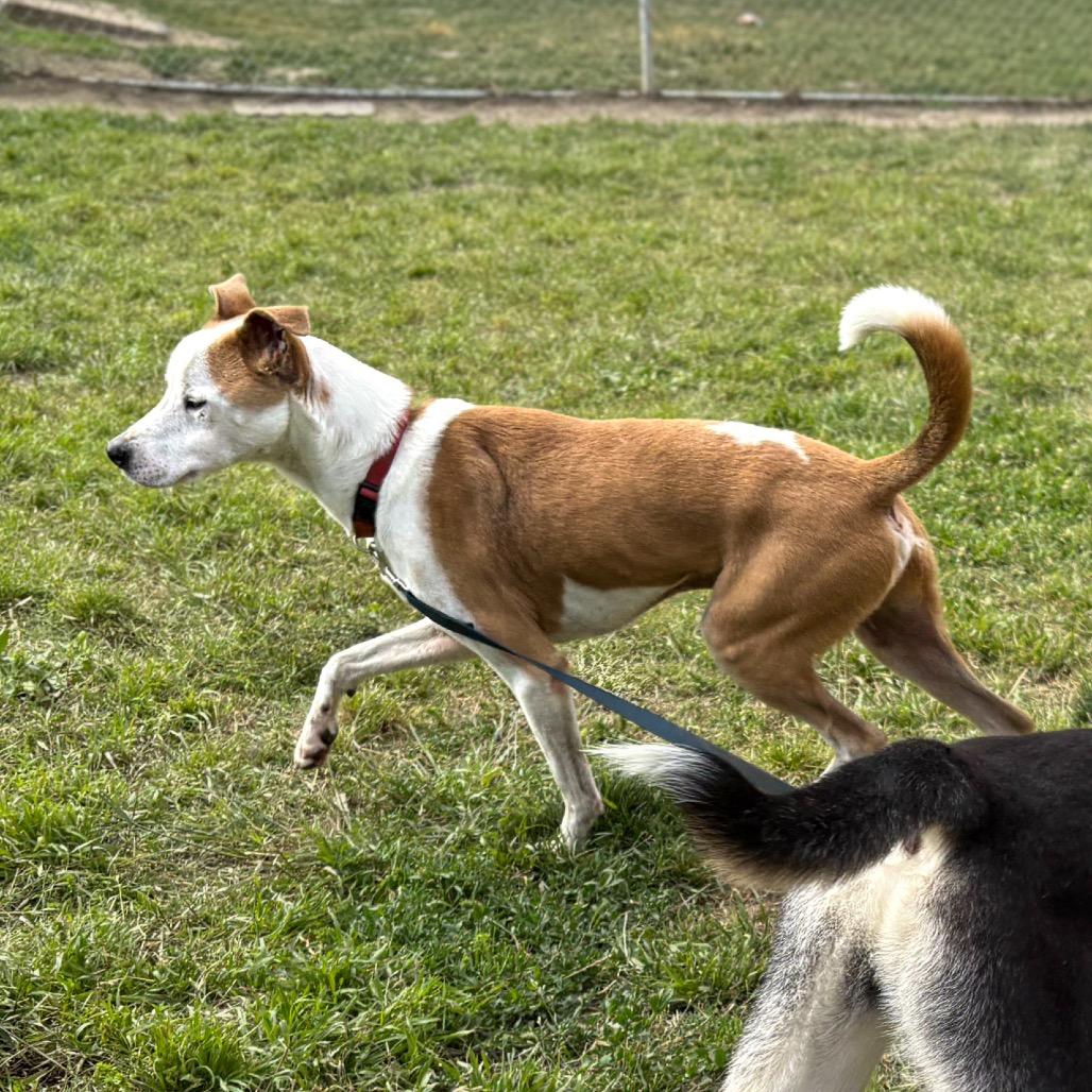 Sonny, a Adoptable mixed breed in San Jacinto, CA image 6/6