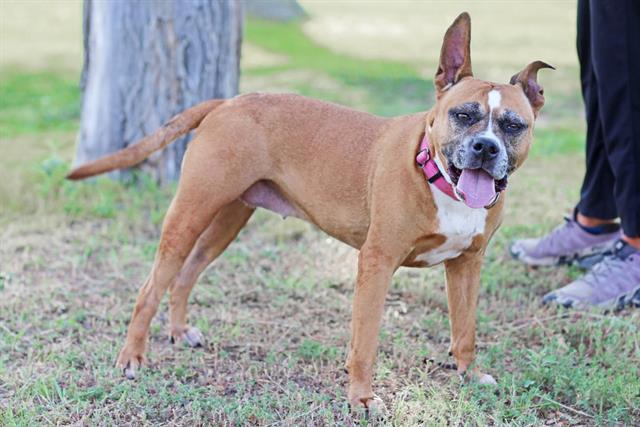 LIEUTENANT, Adoptable, Adult Female Boxer & Mixed Breed.