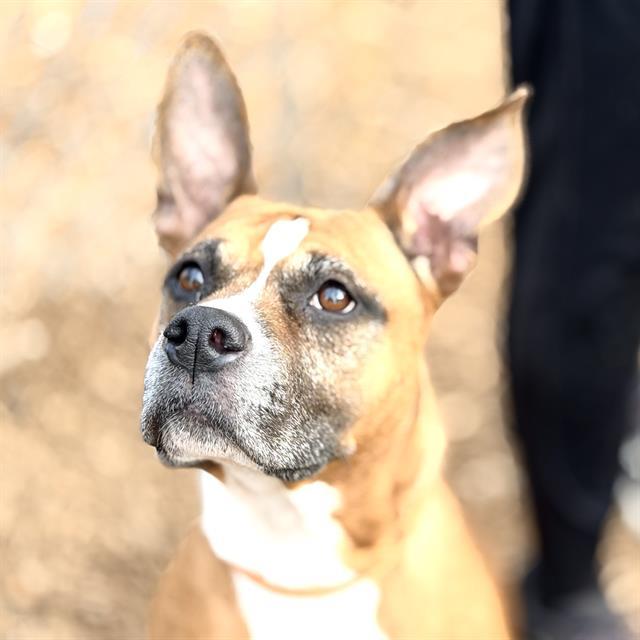 LIEUTENANT, Adoptable, Adult Female Boxer & Mixed Breed.