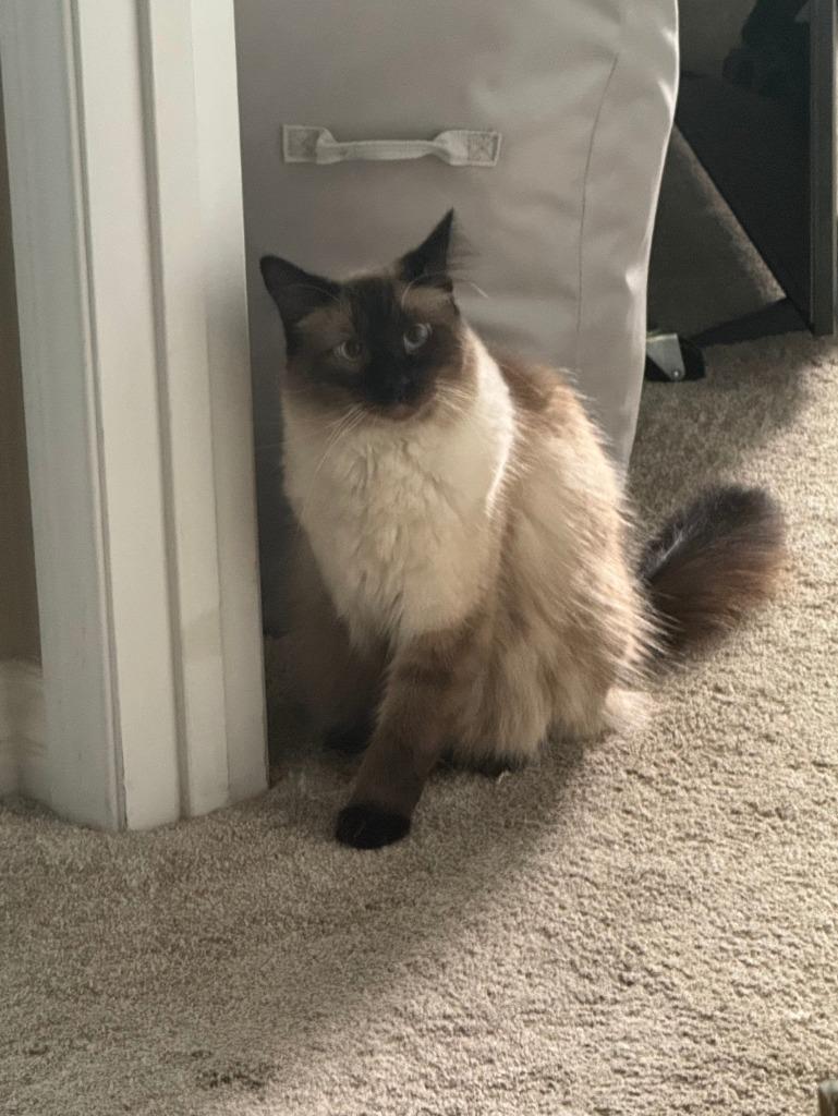 Enlarge Rocket, a Adoptable Siamese in San Jacinto, CA image 2/4