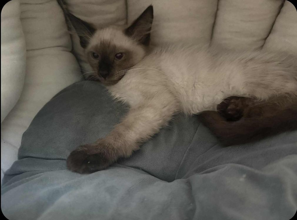 Enlarge Rocket, a Adoptable Siamese in San Jacinto, CA image 3/4