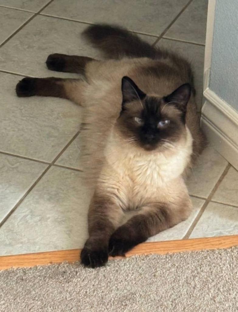 Enlarge Rocket, a Adoptable Siamese in San Jacinto, CA image 4/4