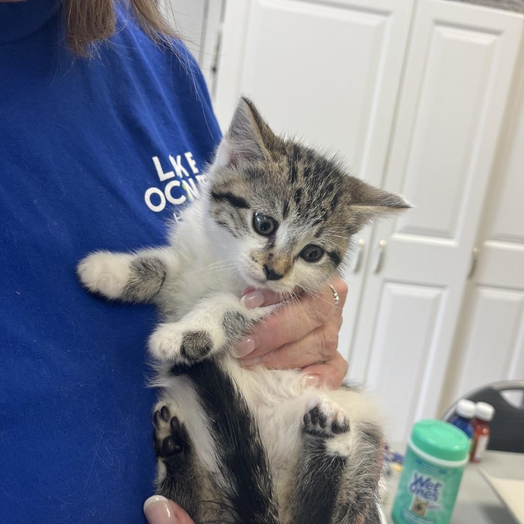 Enlarge Keeley Jones, a Adoptable Domestic Medium Hair in Greensboro, GA image 4/5