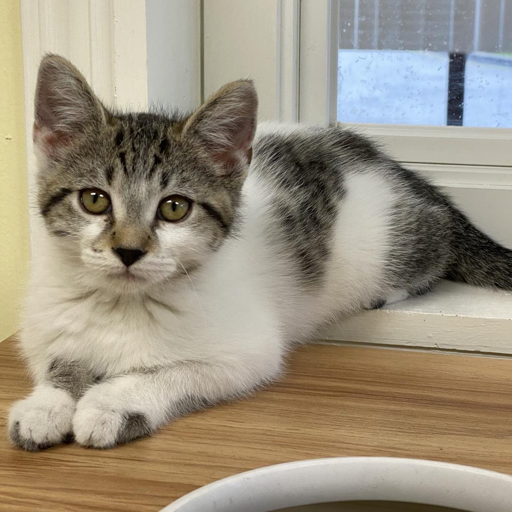 Enlarge Keeley Jones, a Adoptable Domestic Medium Hair in Greensboro, GA image 1/5