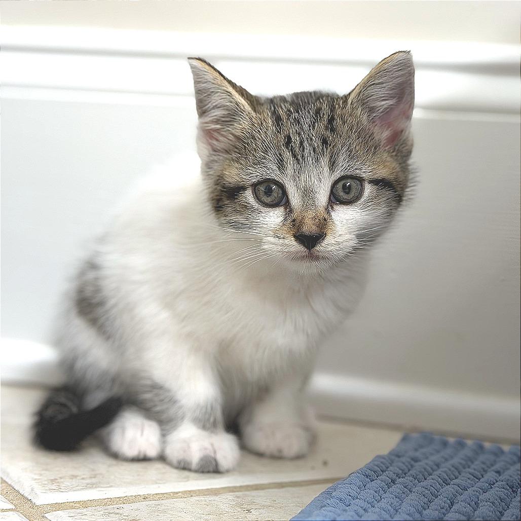 Enlarge Keeley Jones, a Adoptable Domestic Medium Hair in Greensboro, GA image 5/5