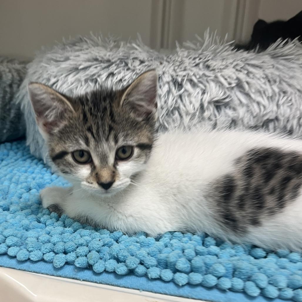 Enlarge Keeley Jones, a Adoptable Domestic Medium Hair in Greensboro, GA image 2/5