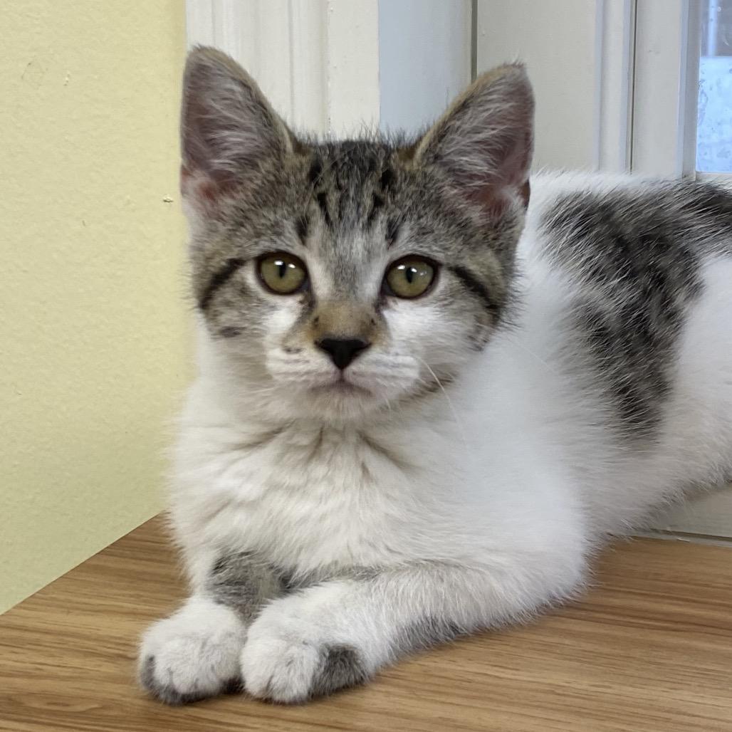 Enlarge Keeley Jones, a Adoptable Domestic Medium Hair in Greensboro, GA image 3/5